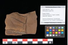 Foto (Objekt + Etikett) von Widdringtonia ungeri Endl. (NHMW-GEO-2024-0188-0128)